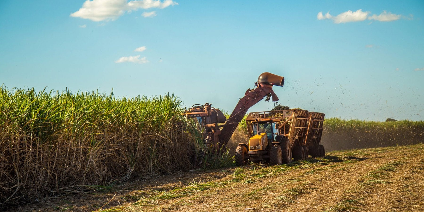 Sugar Harvest
